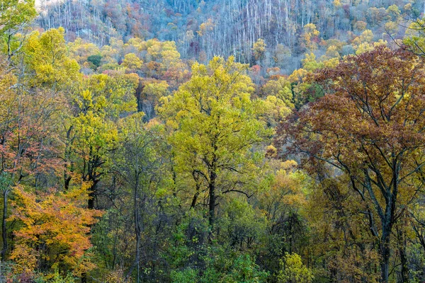 Autumn Landscape Colorful Trees — Stock Photo, Image