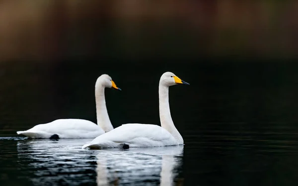 湖の白い白鳥 — ストック写真