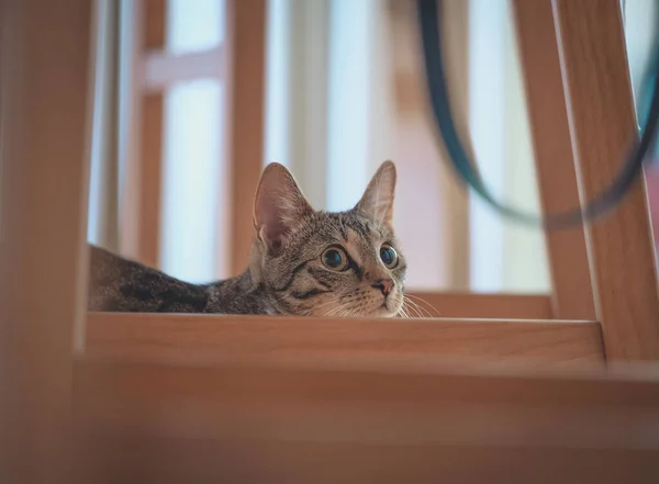 Gato Sentado Ventana Alféizar —  Fotos de Stock