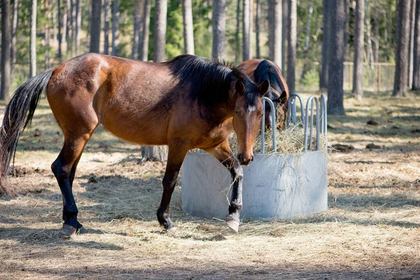 Cavalo Marrom Piquete — Fotografia de Stock