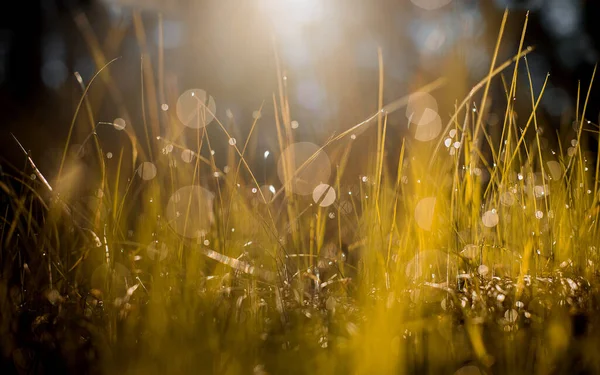 Daggdroppar Gräset — Stockfoto