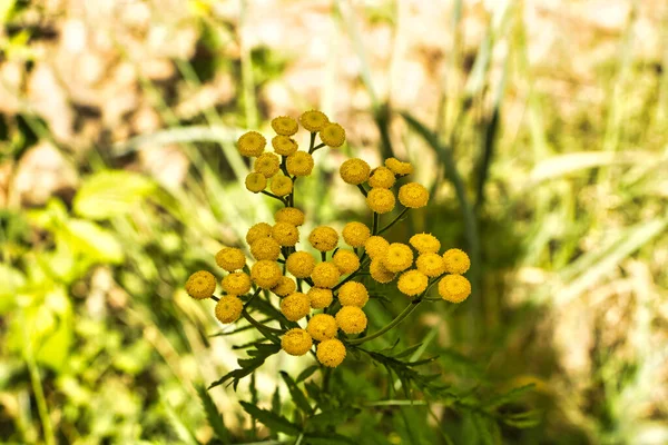 花园里美丽的花 — 图库照片