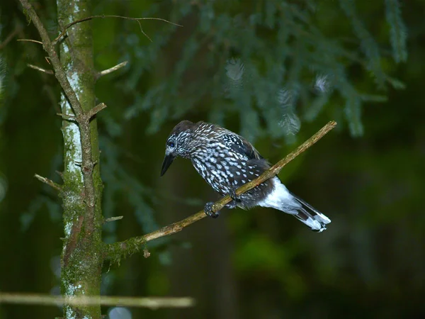 Hermoso Tiro Pájaro Hábitat Natural —  Fotos de Stock