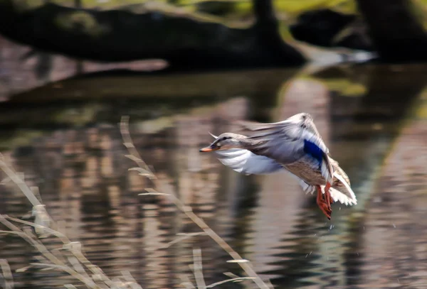 Pájaro Vuela Sobre Agua —  Fotos de Stock