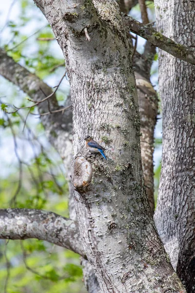 Bird Sitting Tree Trunk — Stock Photo, Image