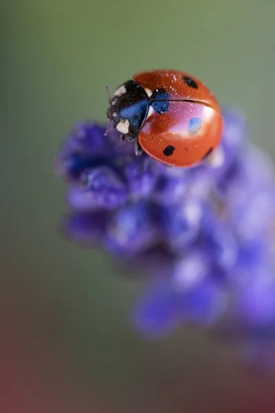 Schöne Blume Und Marienkäfer Auf Weißem Hintergrund — Stockfoto