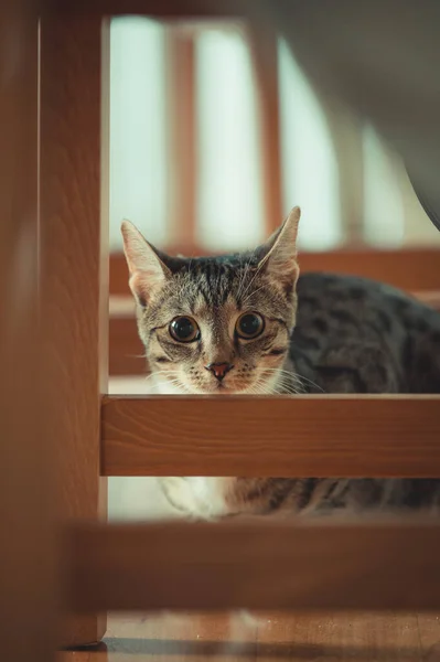 Lindo Gato Con Grande Ojos —  Fotos de Stock