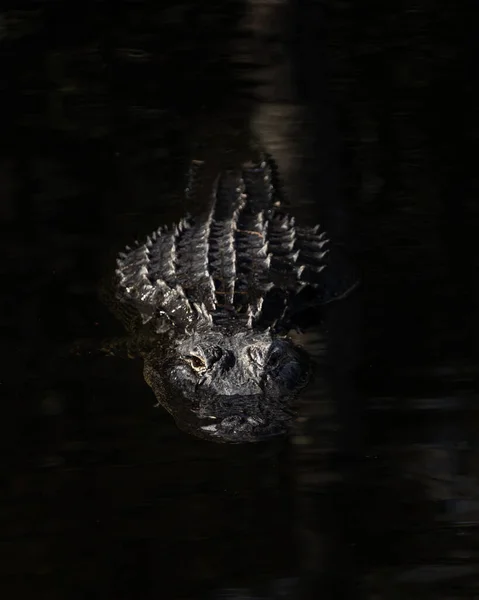 Черно Белое Фото Крокодила Воде — стоковое фото