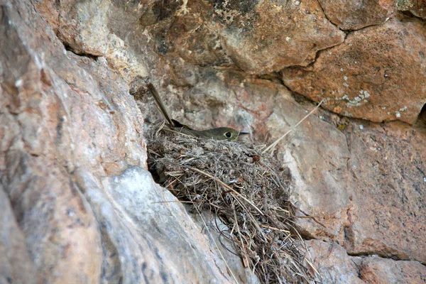 Hermoso Tiro Pájaro Hábitat Natural — Foto de Stock