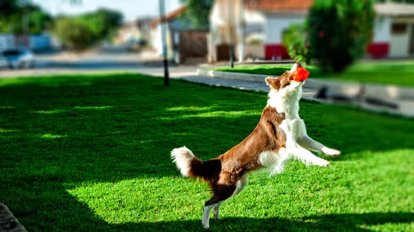 Pies Bawiący Się Piłką Parku — Zdjęcie stockowe