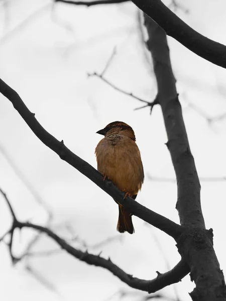 Beautiful Shot Bird Natural Habitat — Stock Photo, Image