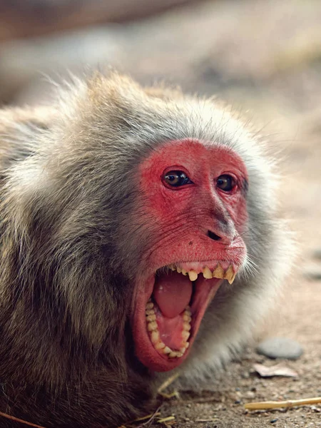 Primo Piano Una Scimmia Carina — Foto Stock