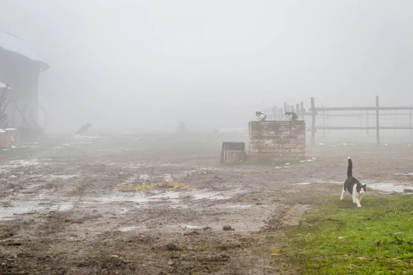 Beau Plan Cheval Dans Brouillard — Photo