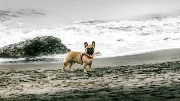 Cane Che Gioca Con Una Sabbia Bianca Sulla Spiaggia — Foto Stock