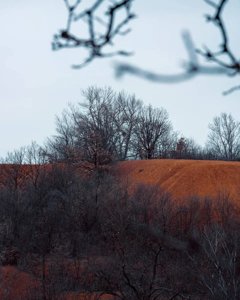 나무와 눈으로 뒤덮인 아름다운 — 스톡 사진