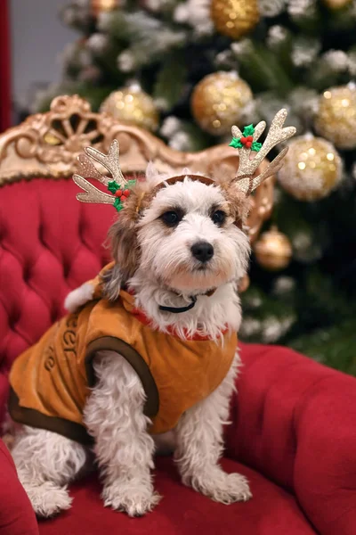 Perro Navidad Con Una Guirnalda —  Fotos de Stock