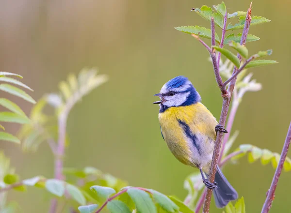 Piękne Ujęcie Ptaków Środowisku Naturalnym — Zdjęcie stockowe