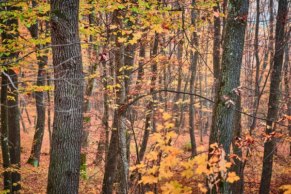 Herbstwald Mit Bäumen Und Blättern — Stockfoto