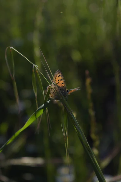 Pillangó Zöld Levélen — Stock Fotó