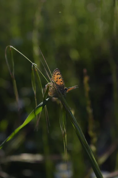 Borboleta Uma Folha Verde — Fotografia de Stock