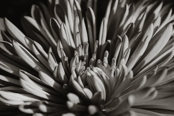 Piękny Kwiat Dahlii Ogrodzie — Zdjęcie stockowe