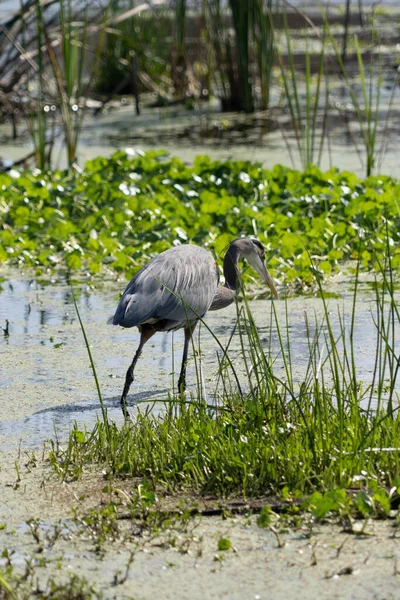 Piękne Ujęcie Ptaków Środowisku Naturalnym — Zdjęcie stockowe