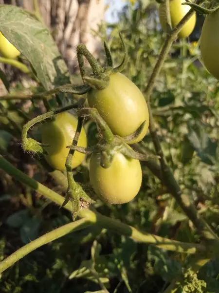 Fim Uns Tomates Verdes — Fotografia de Stock