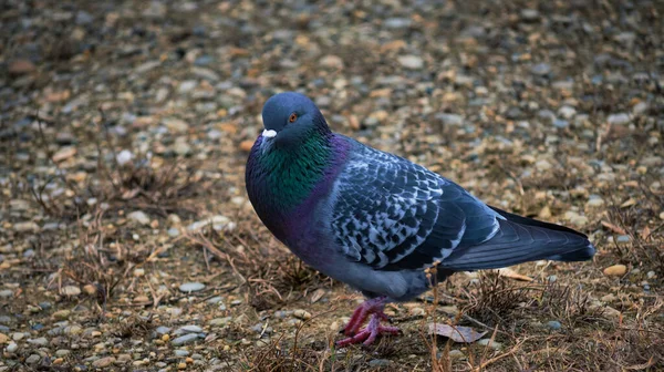 自然の生息地での美しい鳥の撮影 — ストック写真