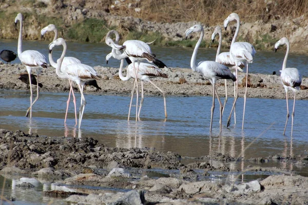 Weiße Flamingos Wasser — Stockfoto