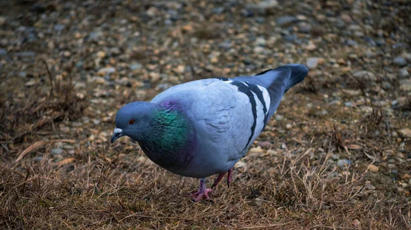 Hermoso Tiro Pájaro Hábitat Natural — Foto de Stock