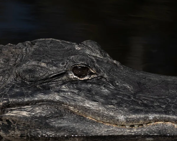 Zwart Wit Foto Van Krokodil Het Water — Stockfoto