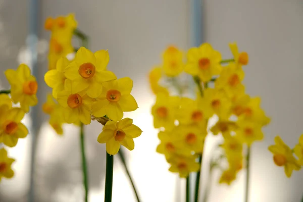 Bellissimi Fiori Che Crescono Giardino — Foto Stock