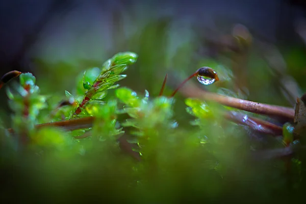 Musgo Verde Bosque — Foto de Stock