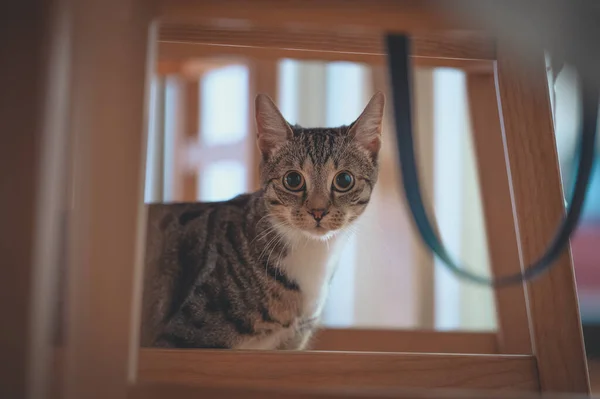 Katze Sitzt Auf Der Fensterbank — Stockfoto