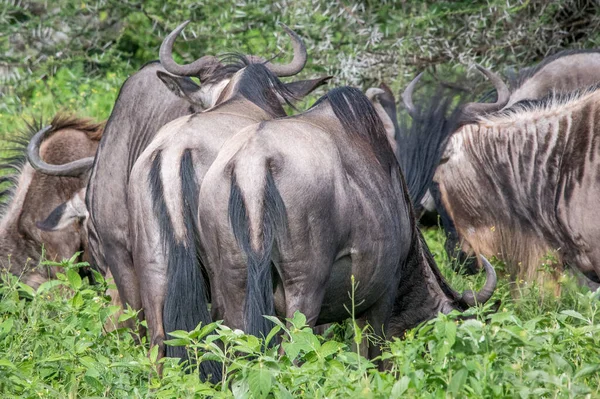 Stado Dzikich Zwierząt Sawannie Kenii — Zdjęcie stockowe