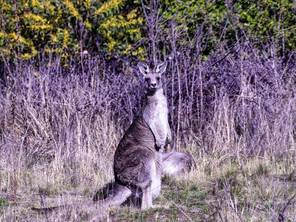 Een Prachtig Paars Hert Het Wild — Stockfoto