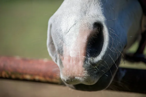 Zbliżenie Strzał Piękny Koń Naturalnym Środowisku — Zdjęcie stockowe