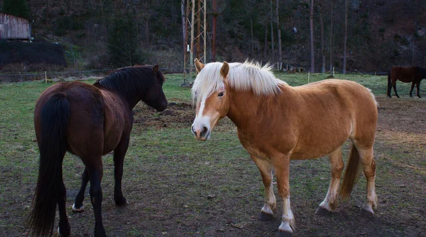 Caballos Las Montañas —  Fotos de Stock