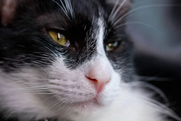 Close Black White Cat — стоковое фото
