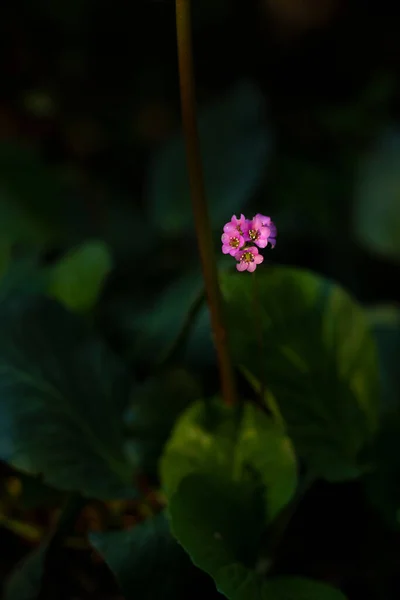Λουλούδι Στον Κήπο Στο Παρασκήνιο Κοντά — Φωτογραφία Αρχείου