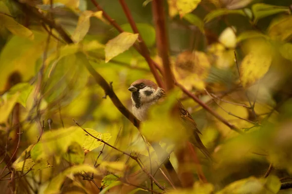 Vista Close Pássaro Pequeno — Fotografia de Stock