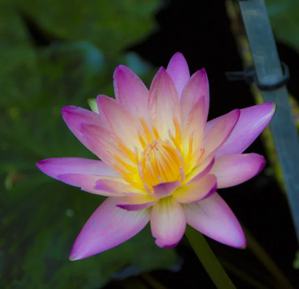 Hermosa Flor Loto Jardín — Foto de Stock