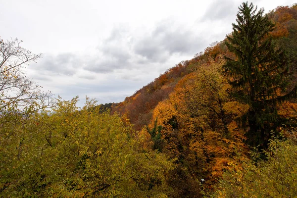 Herbstlandschaft Mit Bunten Bäumen Und Grünen Blättern — Stockfoto