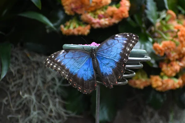 Papillon Sur Une Fleur Sur Fond Nature — Photo