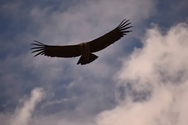 Una Hermosa Vista Pájaro — Foto de Stock