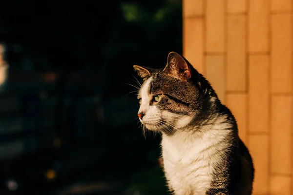 고양이 거리에 — 스톡 사진