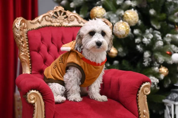 Perro Navidad Con Regalo Sobre Fondo Habitación Año Nuevo —  Fotos de Stock