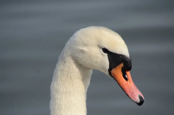 Weißer Schwan Auf Dem See — Stockfoto