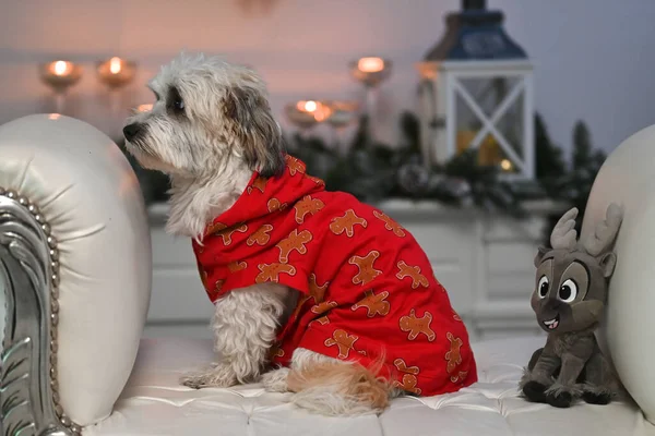 Рождественская Собака Красным Бантом Фоне Гирлянды — стоковое фото