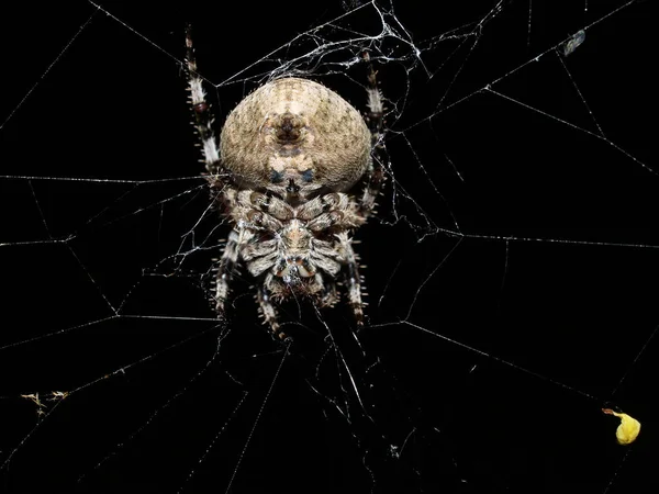 黑底蜘蛛网 — 图库照片
